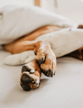 Dog paws stretched out while resting on a bed or couch.