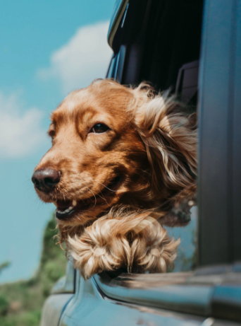 Golden retriever enjoying a car ride with its head out the window on a sunny day.