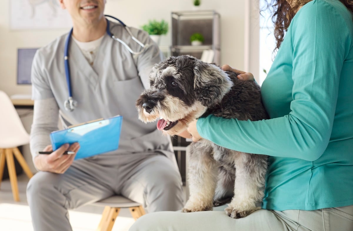 Male veterinarian discussing pet care with a dog owner holding a small black and white dog.