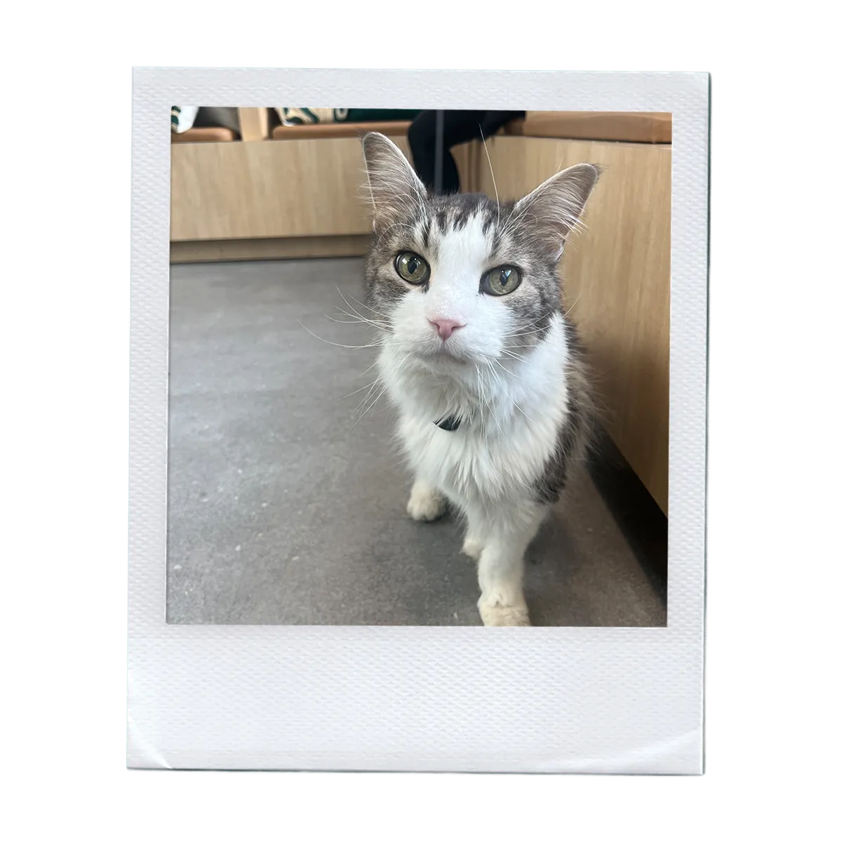 7d832eb402ca234eae8f8c13030fa31ecf9e8b45 (1)-1