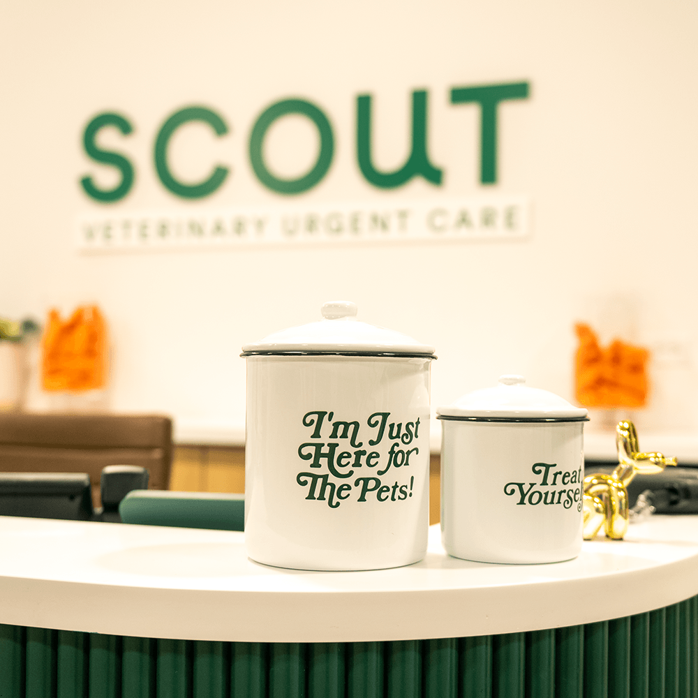 SCOUT_0006 (Cropped) 1000x1000