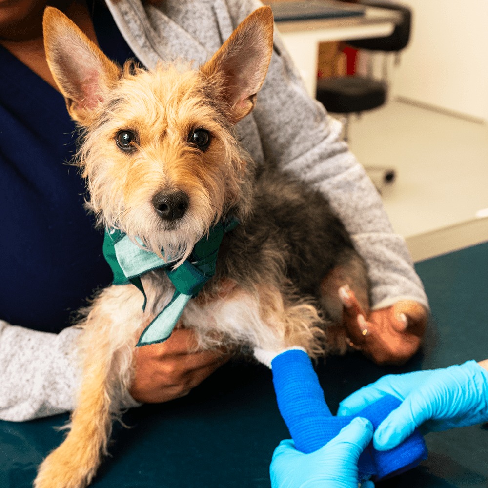 SCOUT_0059 (Cropped) 1000x1000