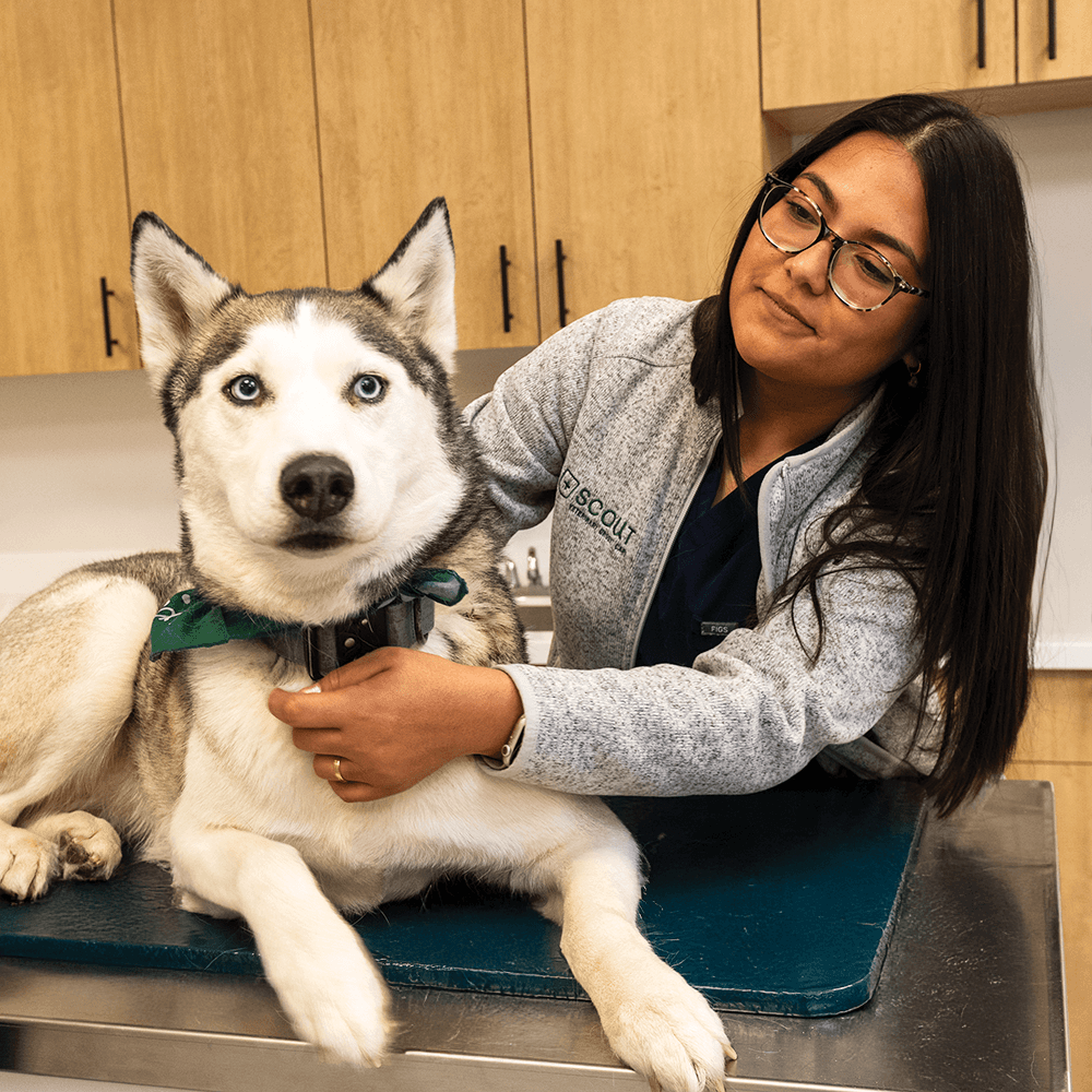 SCOUT_0196 (Cropped) 1000x1000