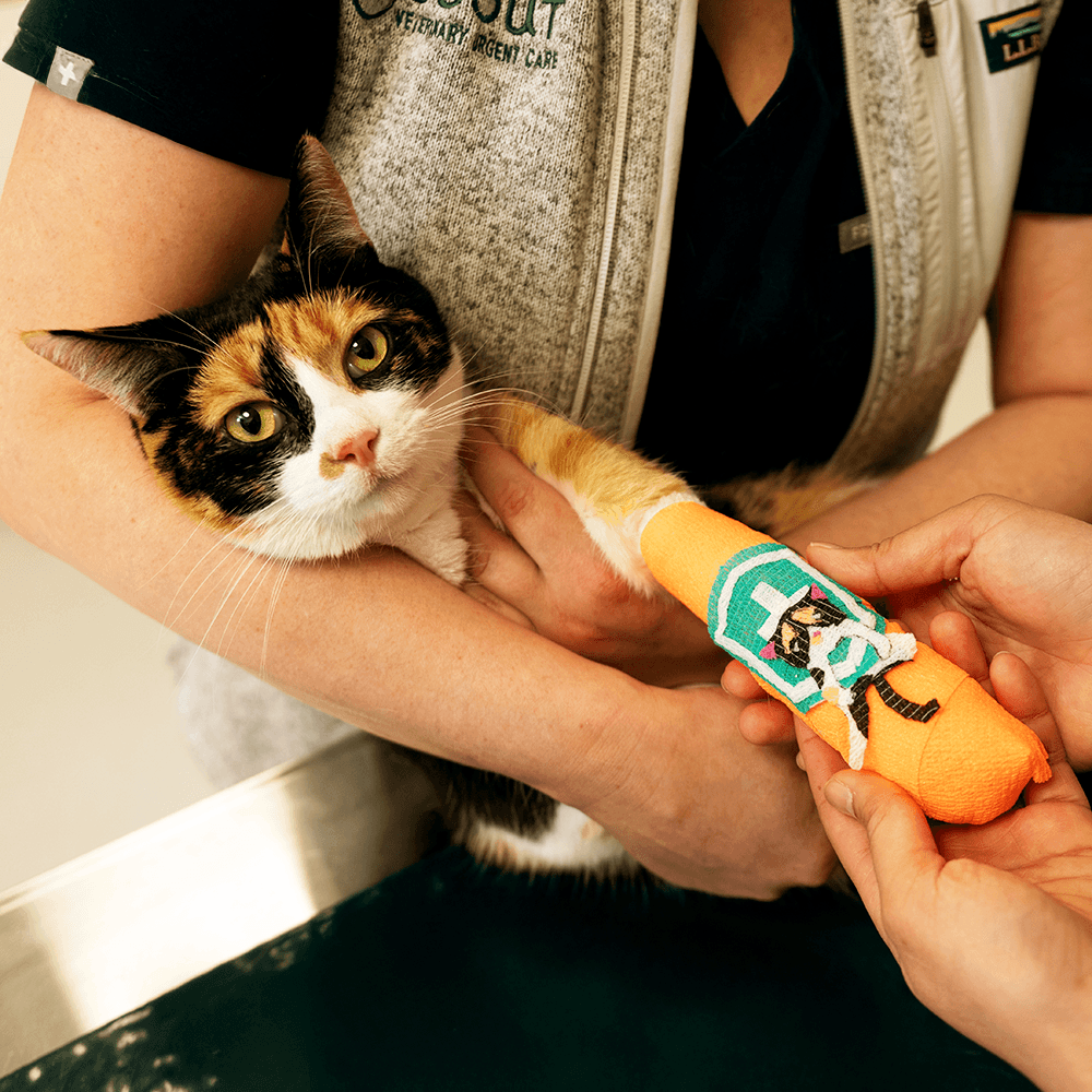 SCOUT_0352 (Cropped) 1000x1000